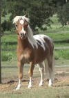 MINIATURE PINTALOOSA COLT FOR SALE